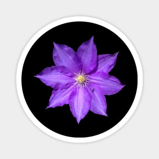 Purple Clematis Flower Magnet